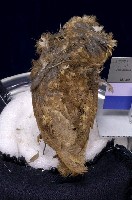 藏品(領角鴞)的圖片